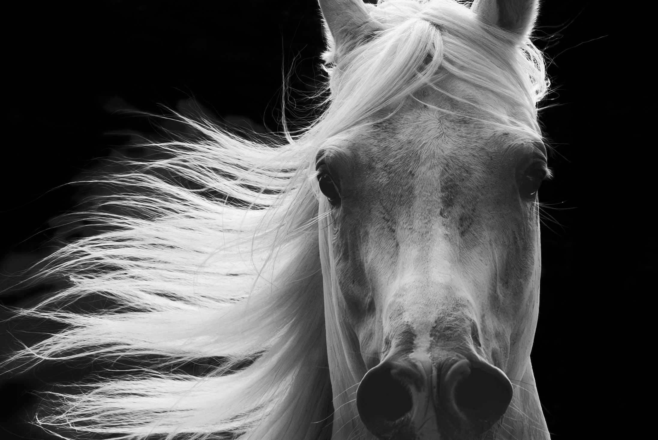 Wild at Heart horse photography