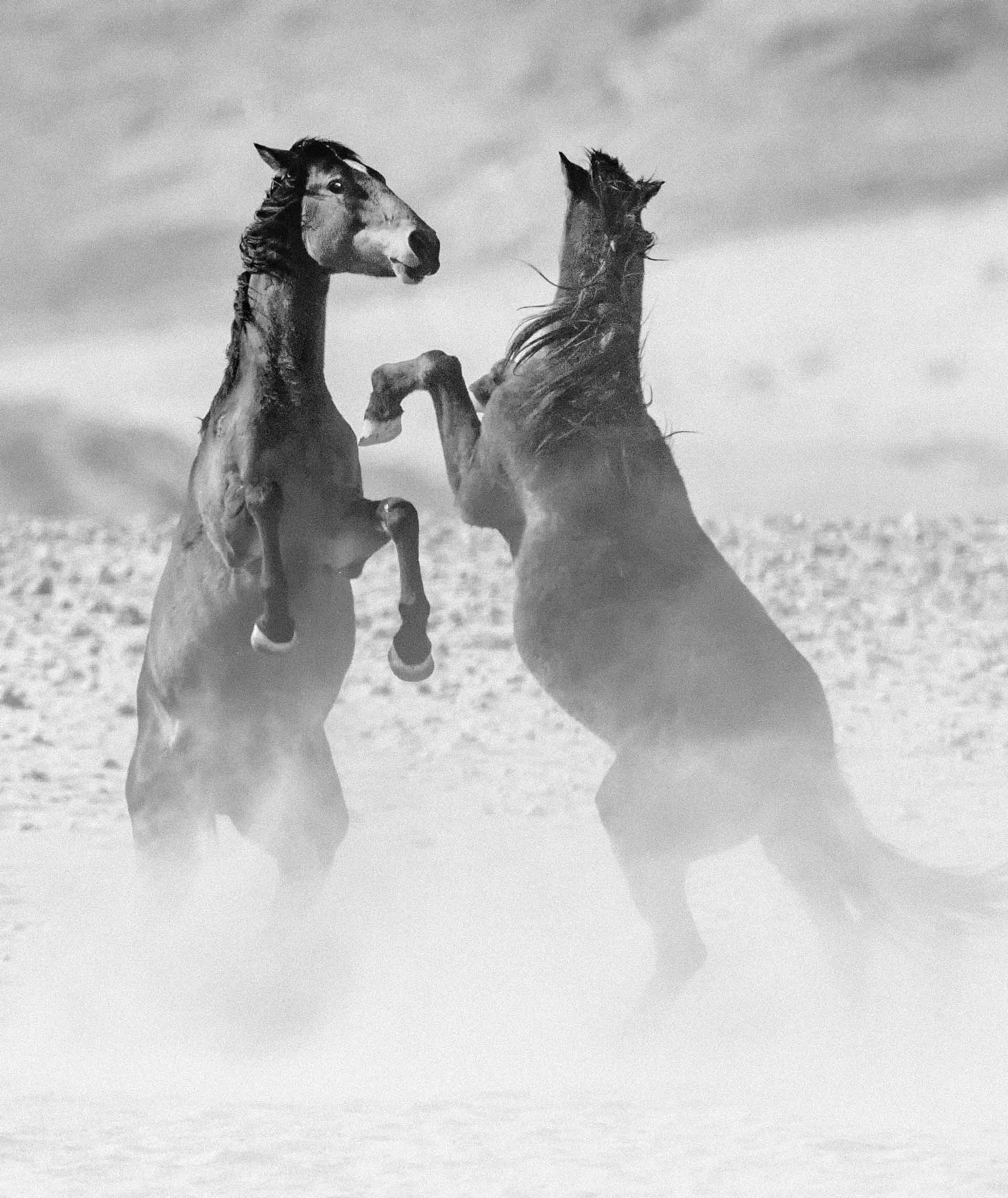 Wild at Heart Fine Art Equine Photography