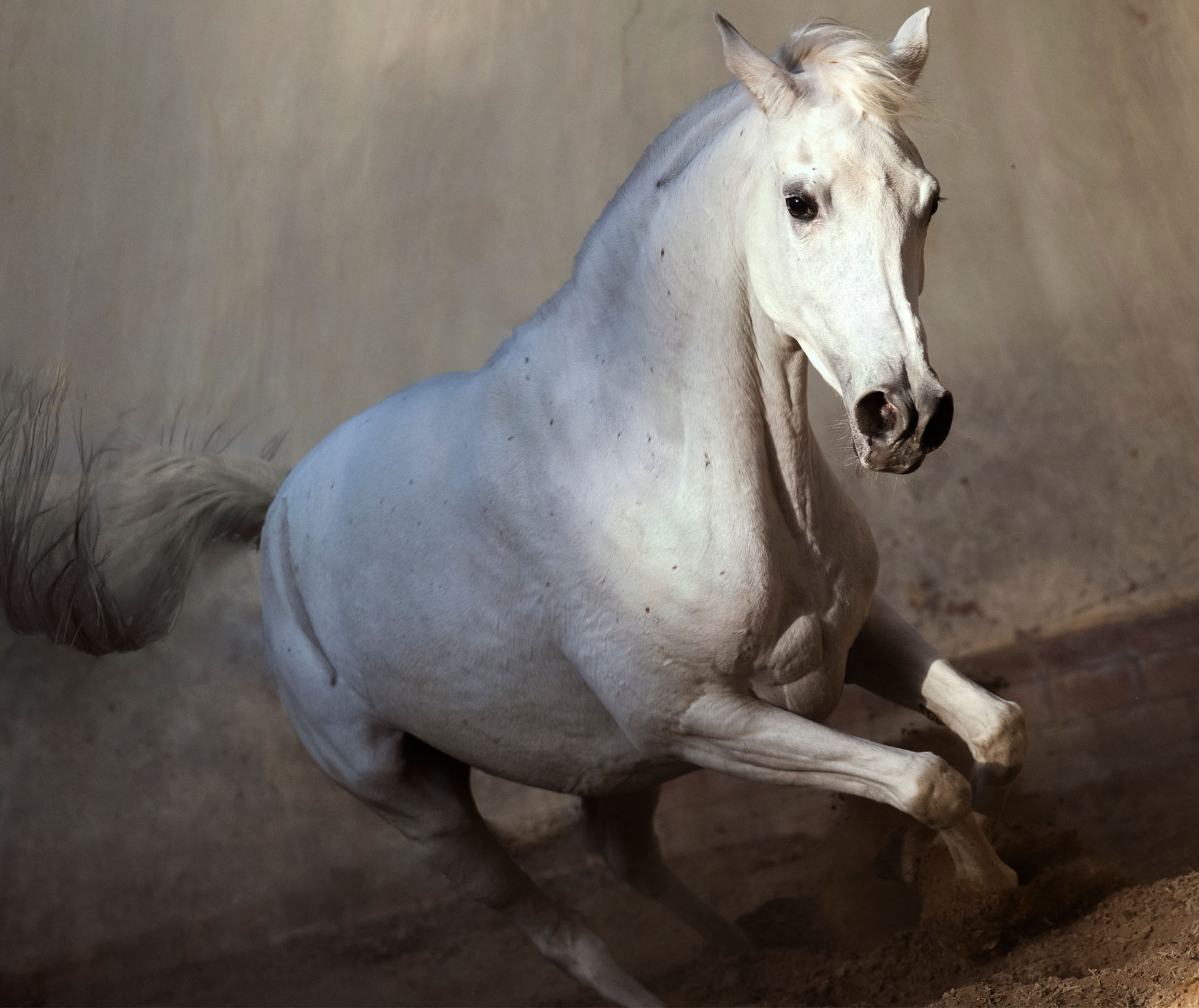 Wild at Heart horse photography