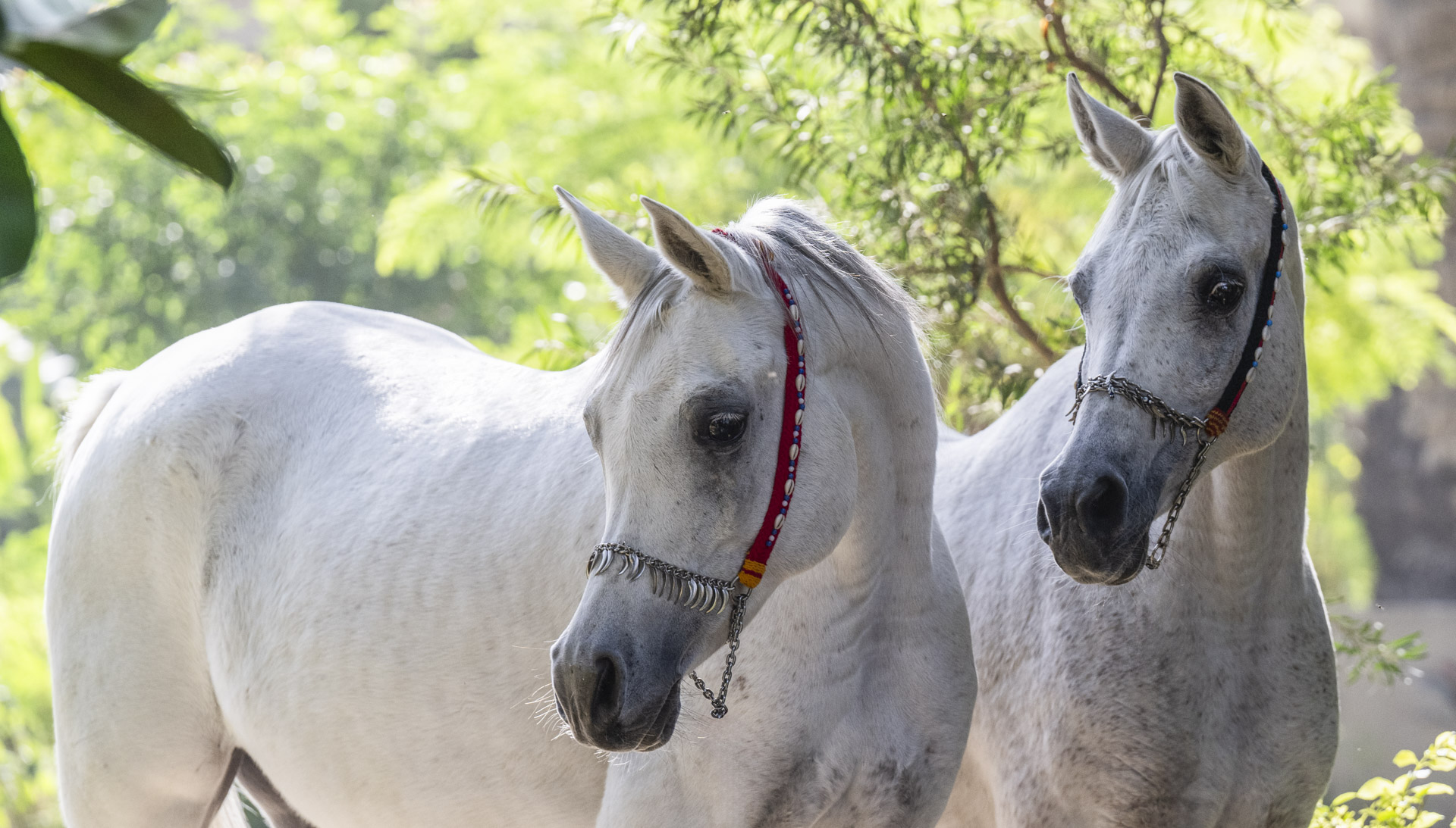 fine art equine photography by Wild at Heart