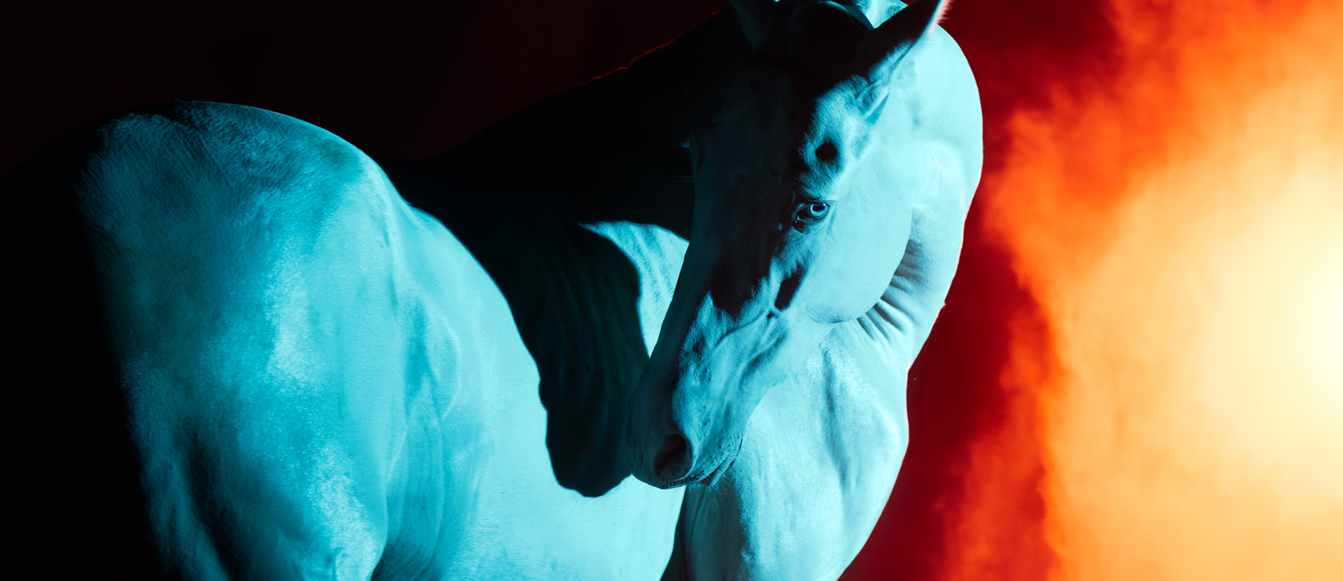 fine art equine photography by Wild at Heart