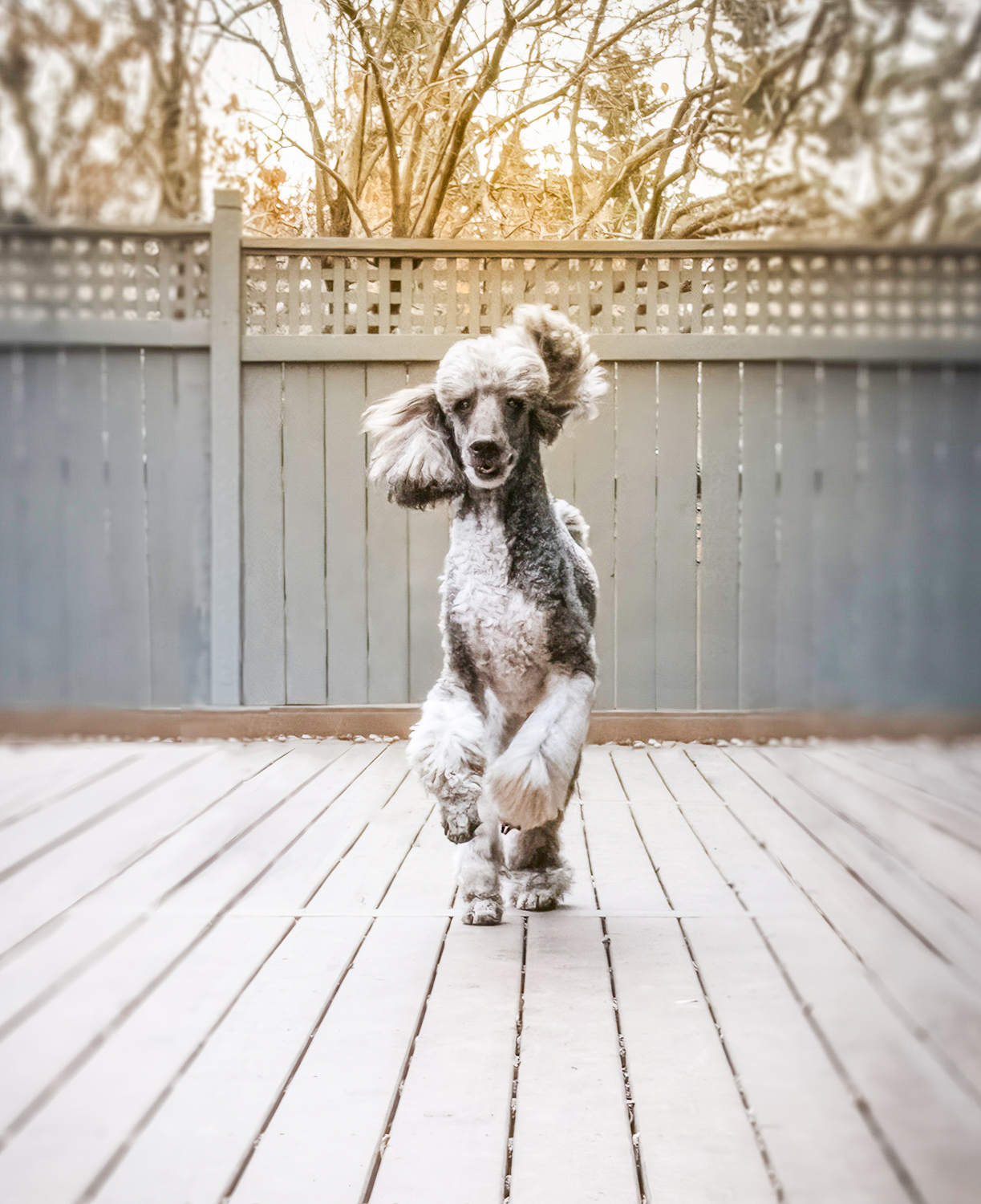 Wild at Heart equine image visualist