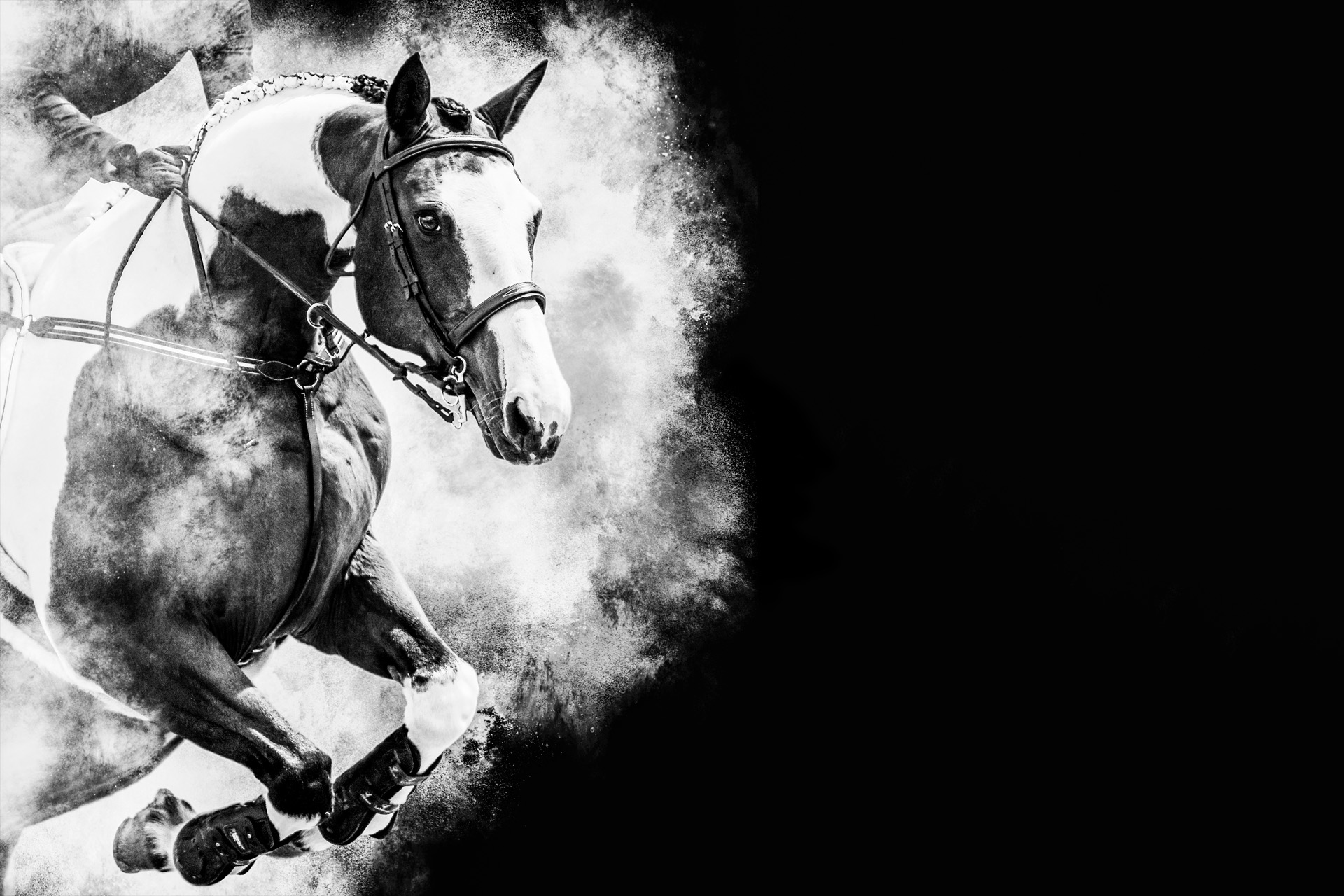 Wild at Heart horse photography