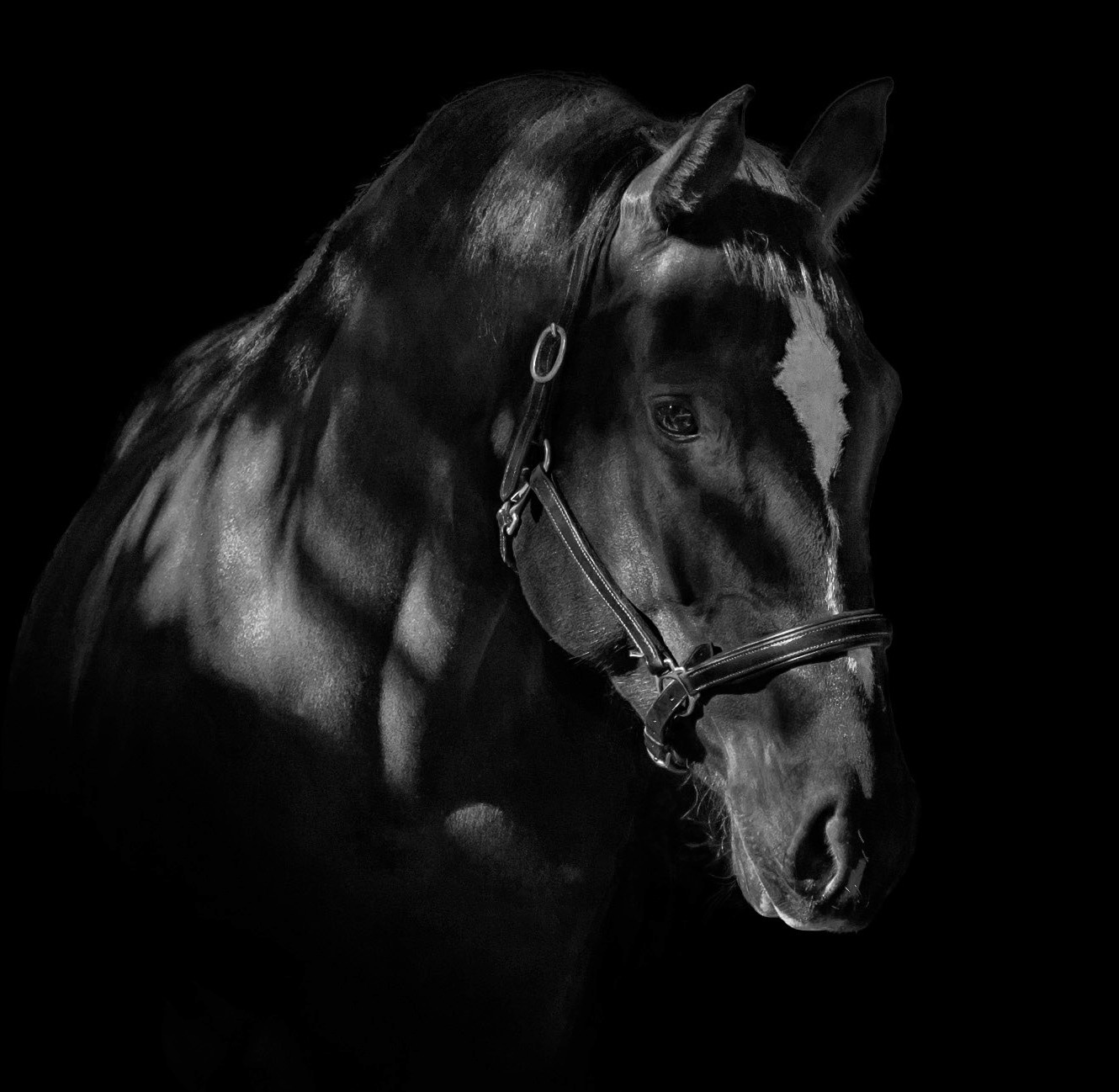 fine art equine photography by Wild at Heart