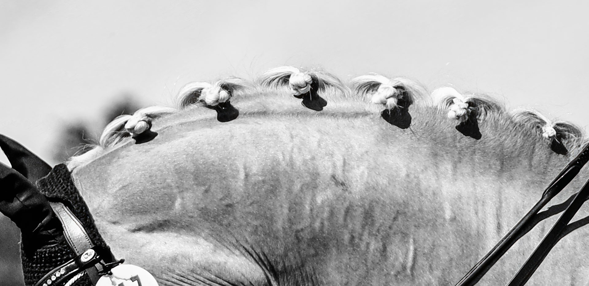 Wild at Heart Fine Art Equine Photography