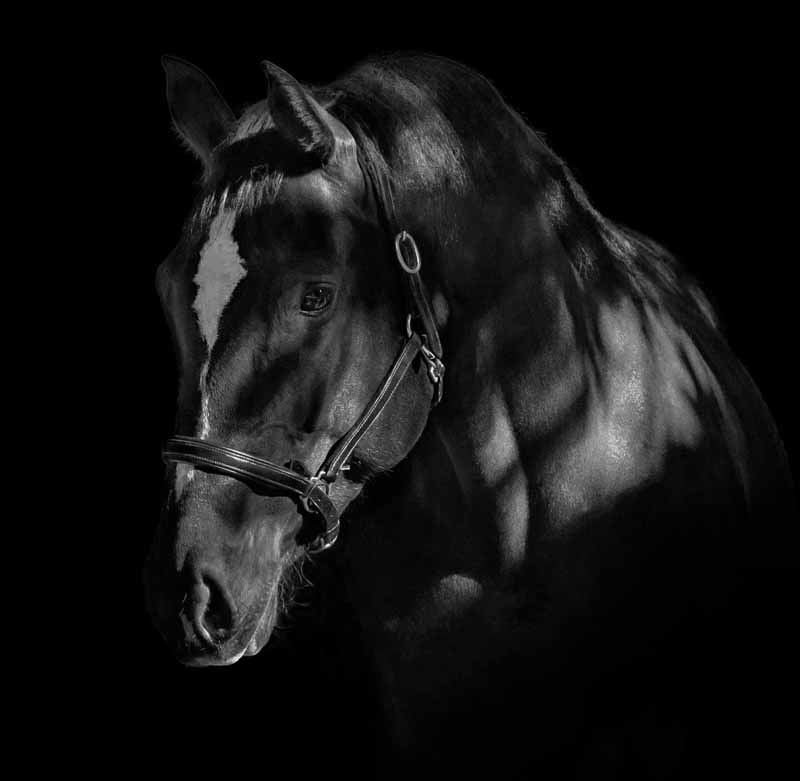 Wild at Heart Fine Art Equine Photography