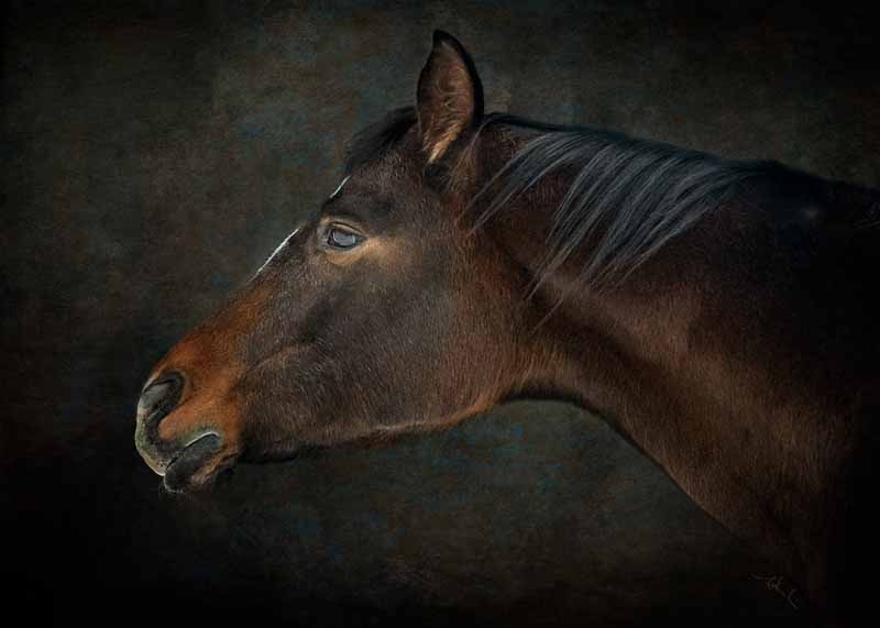Wild at Heart Fine Art Equine Photography