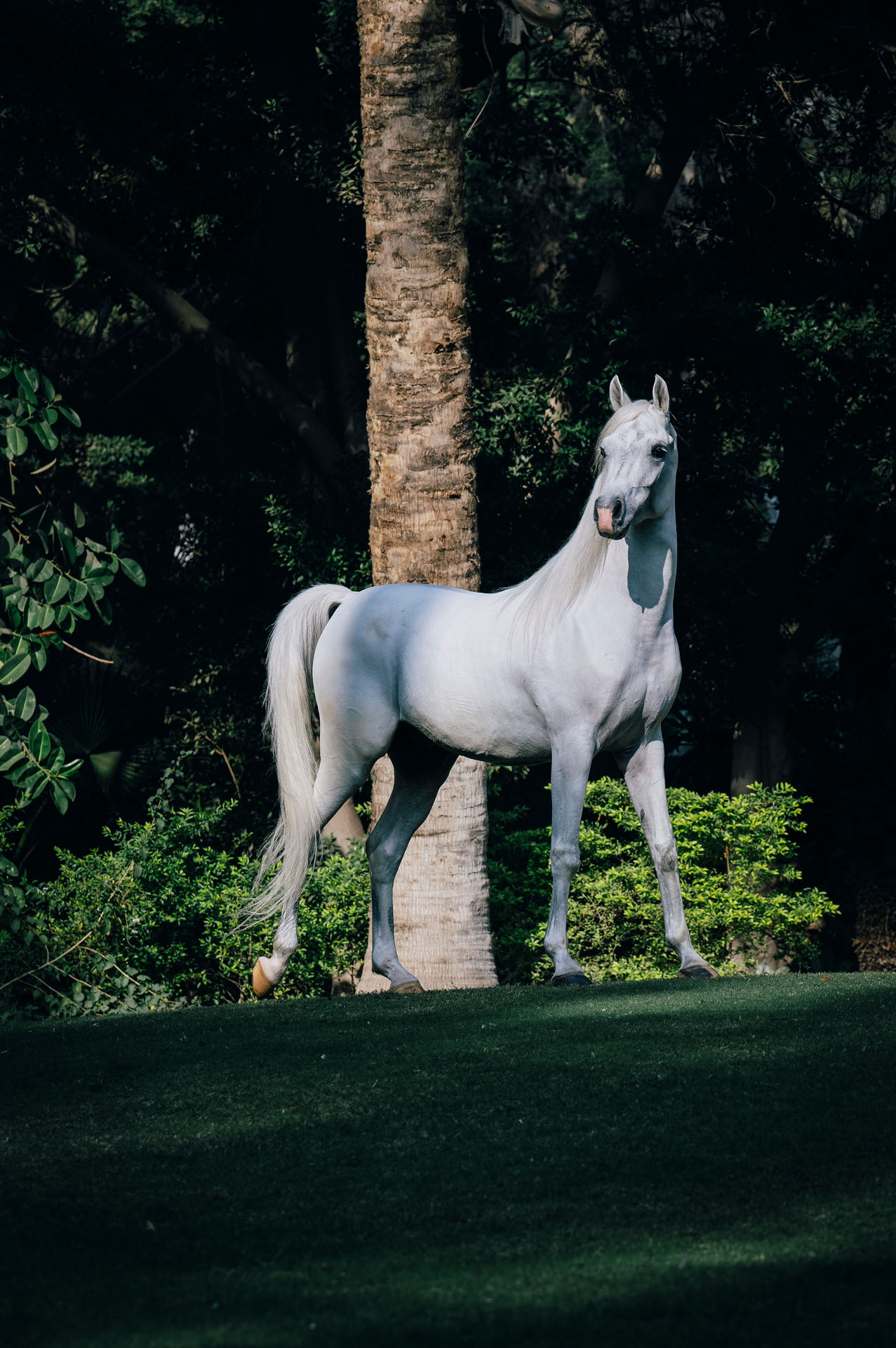 Wild at Heart horse photography