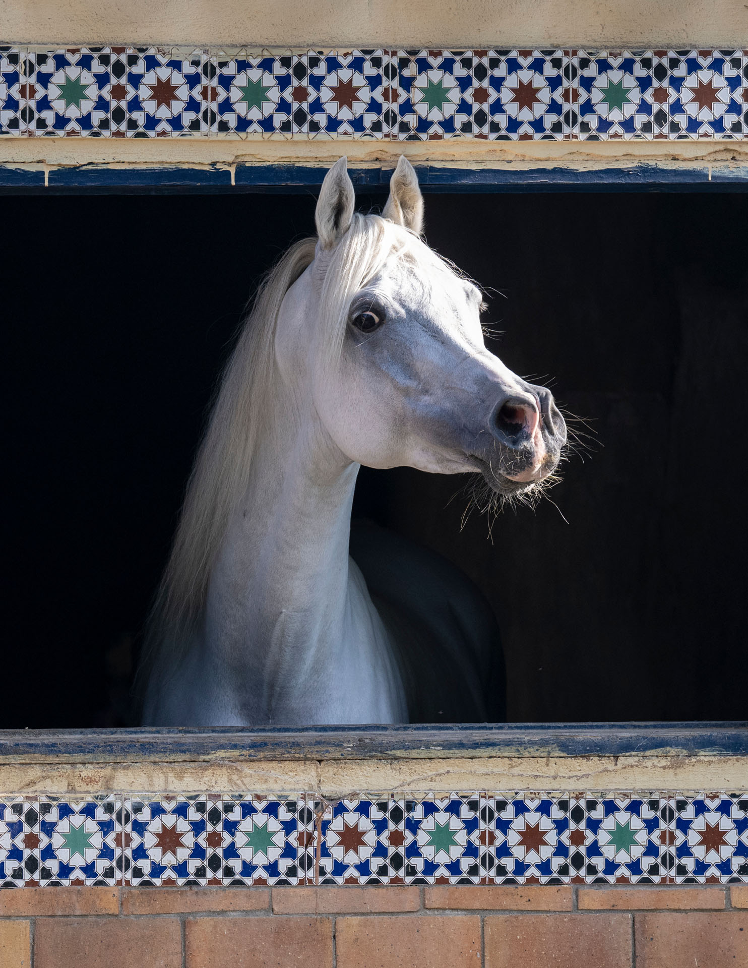 Wild at Heart horse photography