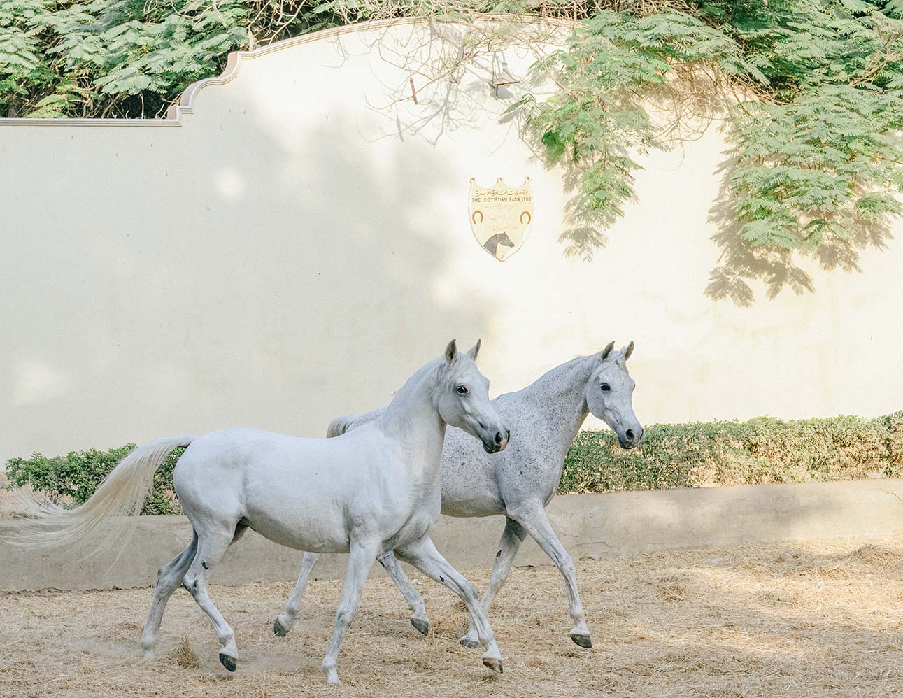 Wild at Heart horse photography