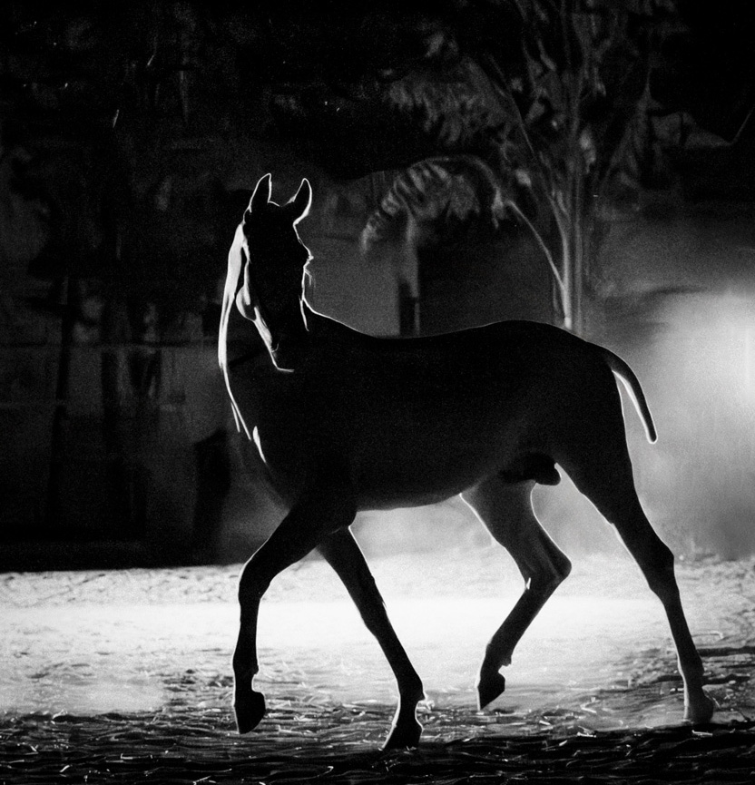 Mythology by Wild at Heart horse photography