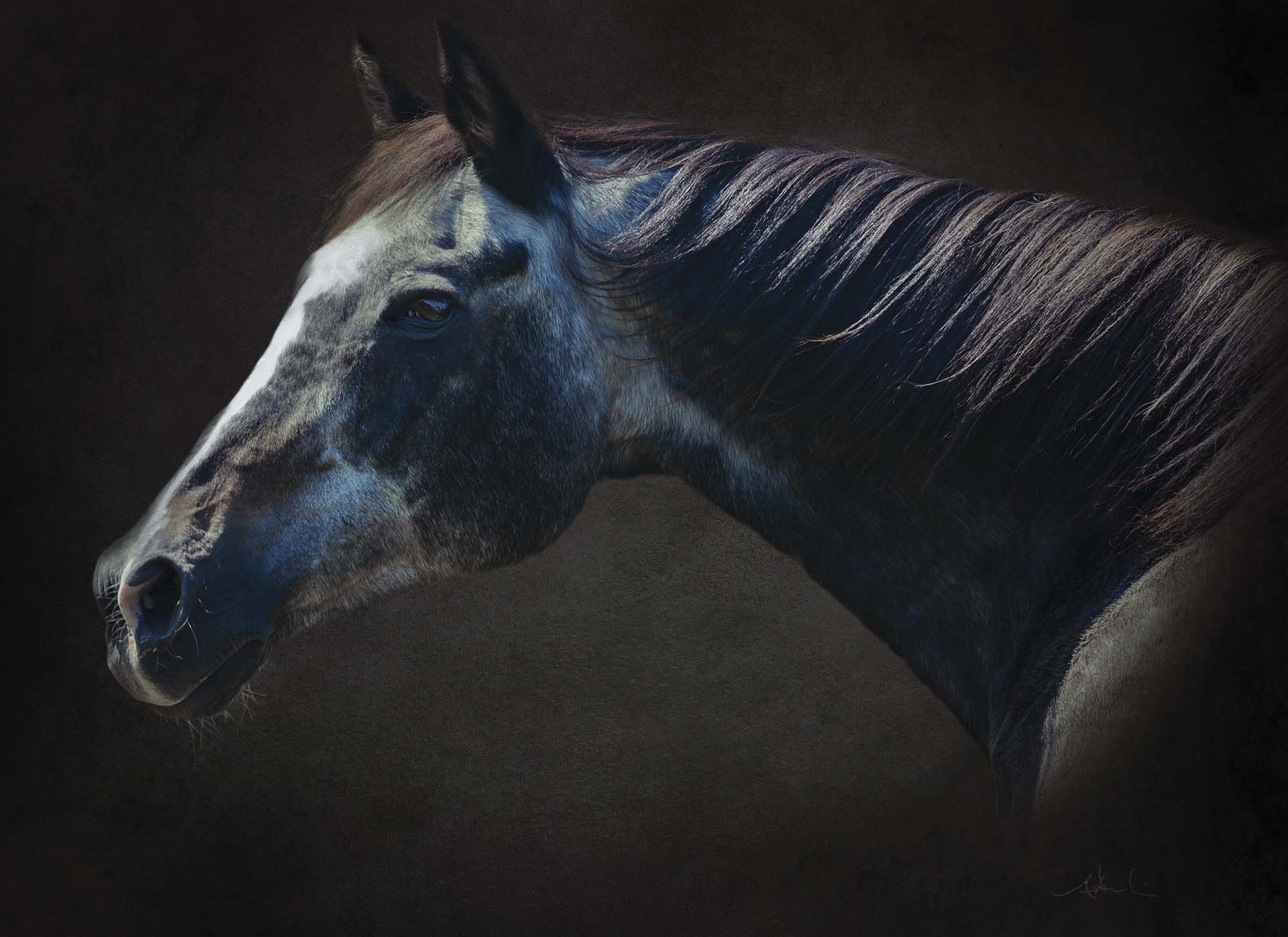 Wild at Heart horse photography