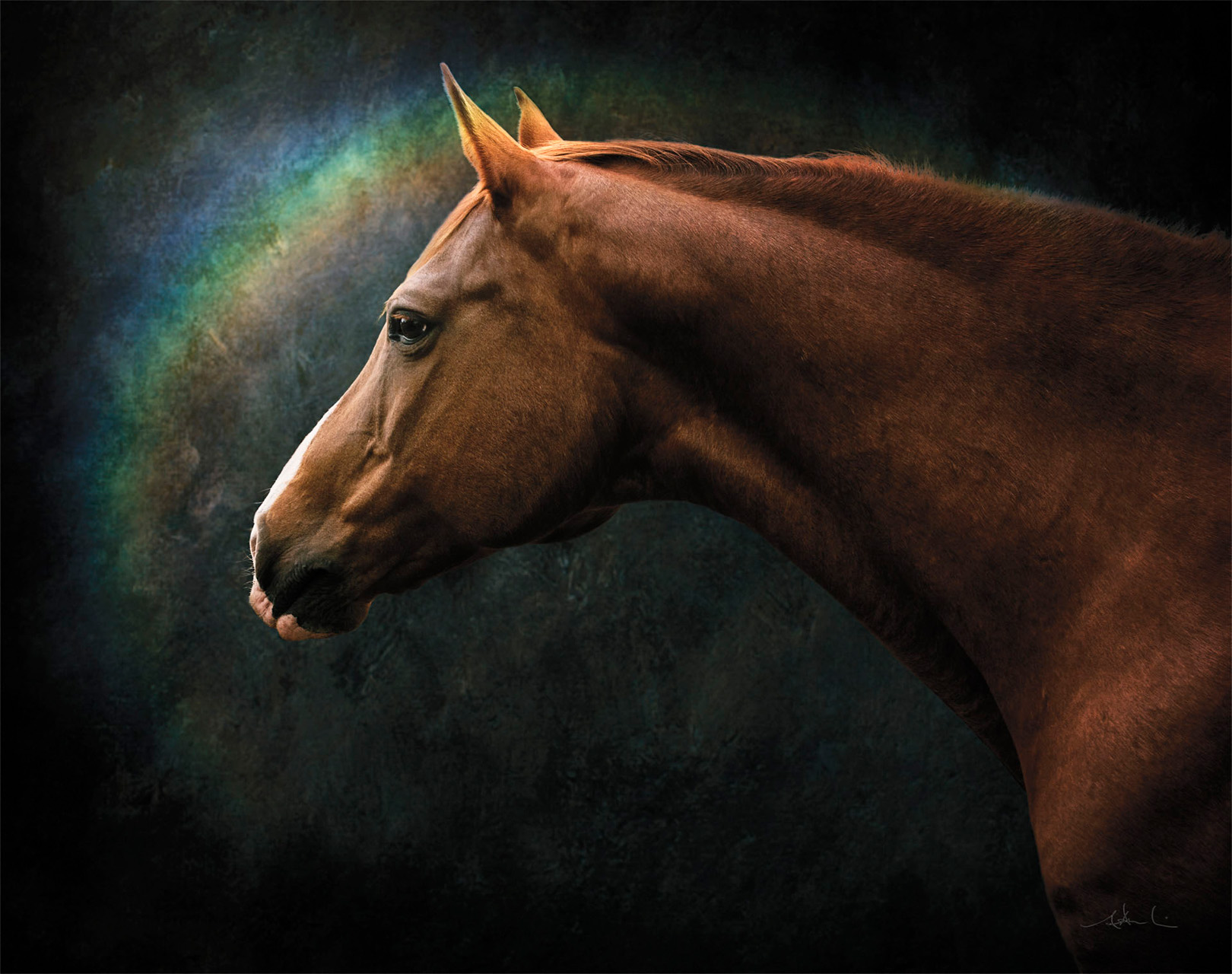 Wild at Heart horse photography