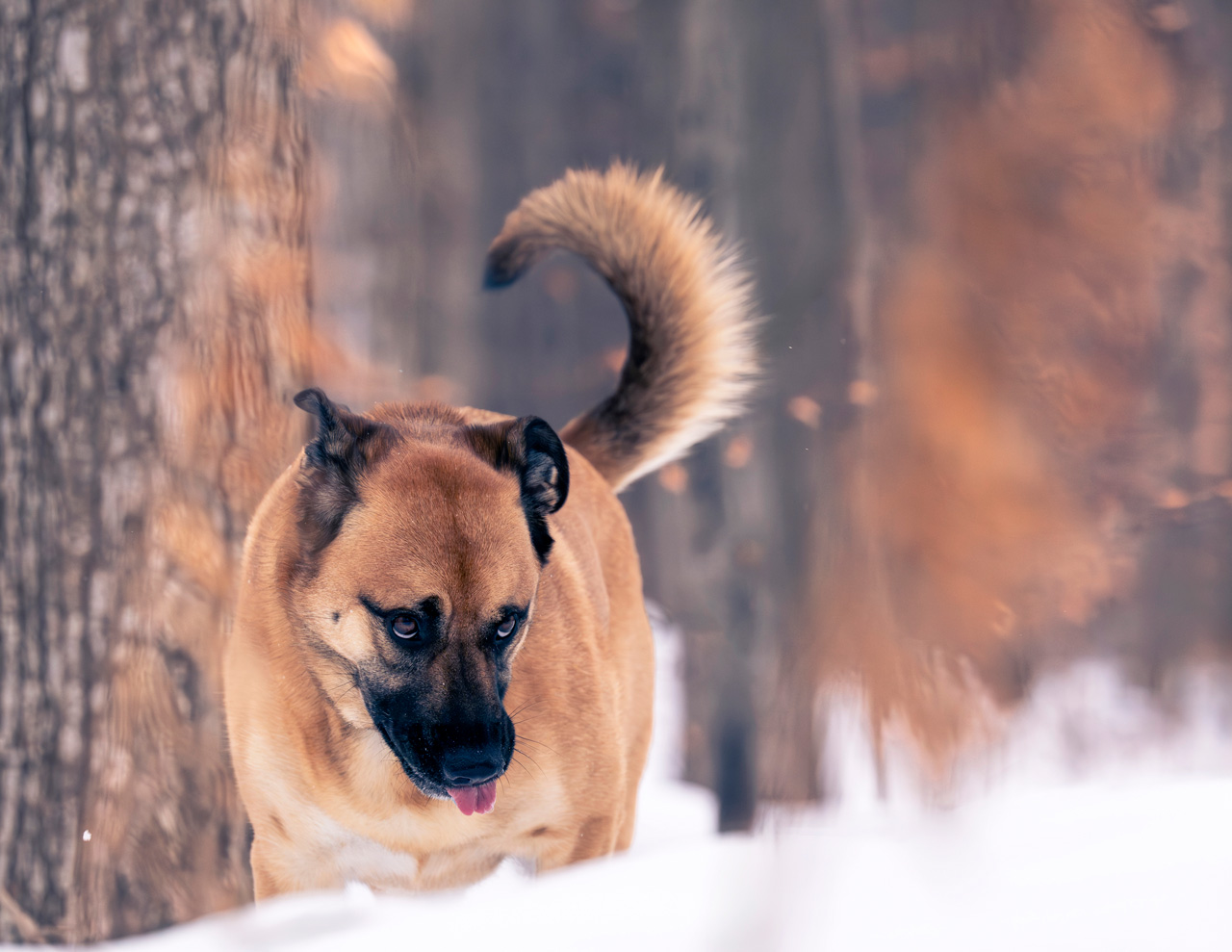 Wild at Heart equine image visualist